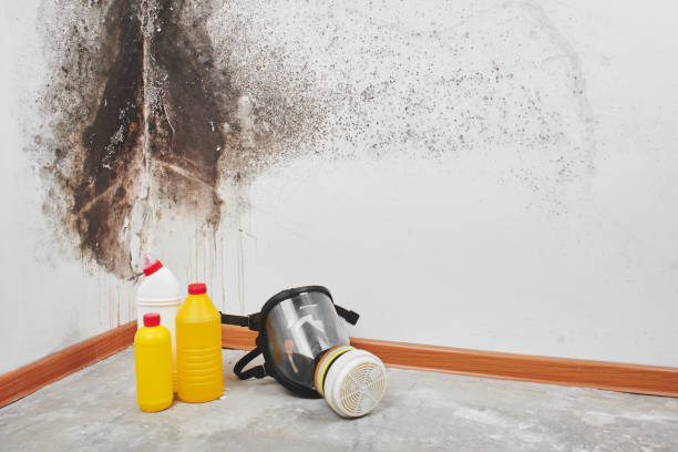 Best Emergency Mold Remediation in Mexico, IN