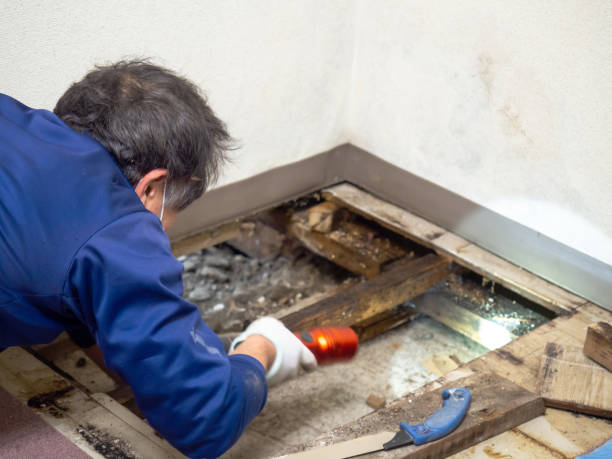 Best Mold Remediation for Specific Building Types in Mexico, IN