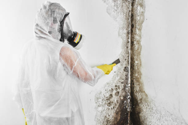 Best Attic Mold Remediation in Mexico, IN