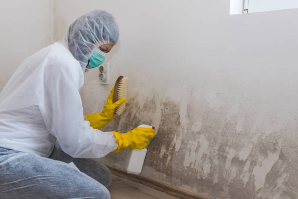 Professional Mold Remediation in Mexico, IN