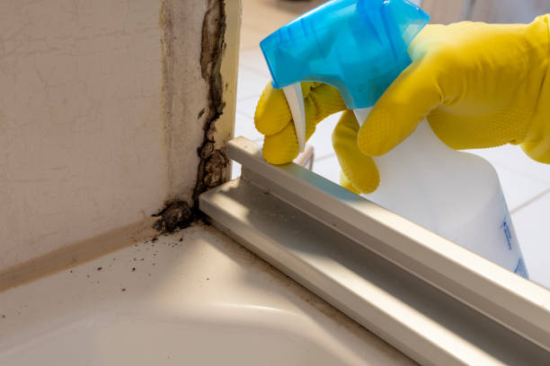 Best Black Mold Remediation in Mexico, IN