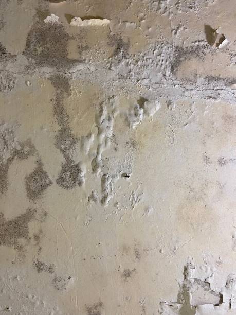 Best Post-Flood Mold Remediation in Mexico, IN