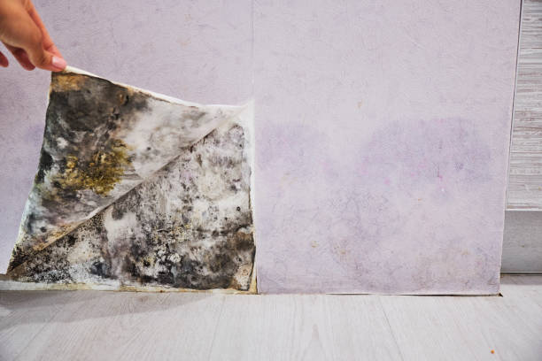 Best Residential Mold Remediation in Mexico, IN